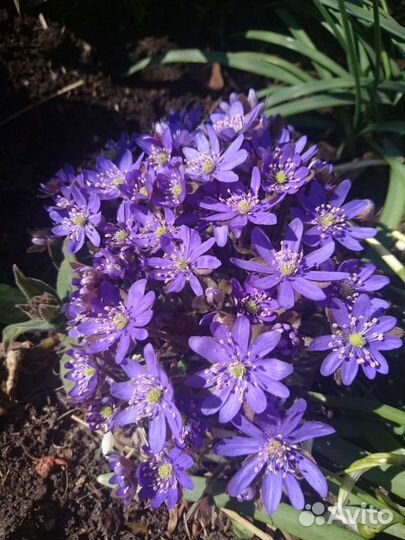 Печеночница