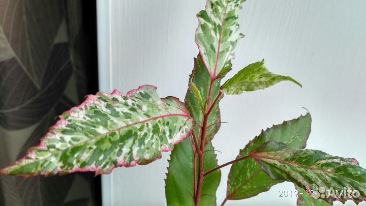 Гибискус розовый пёстролистный