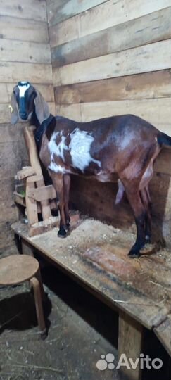 Коза камори