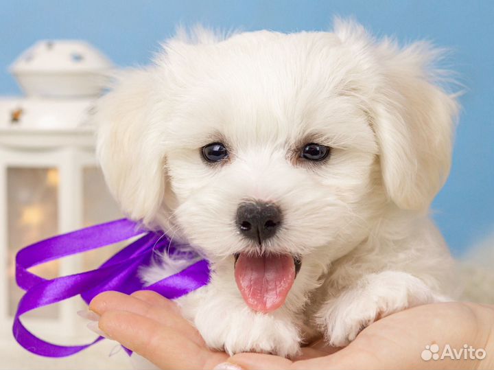 Щенки Бишон Фризе документы РКФ доставка по РФ