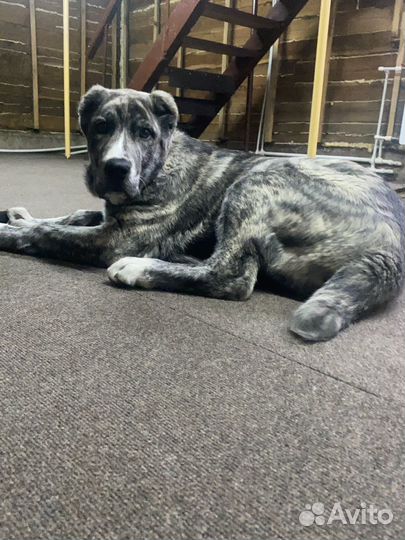 Продажа щенков алабая