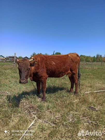 Корова дойная