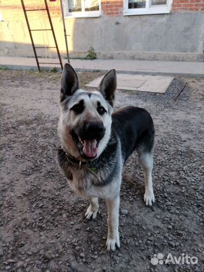 Кобель вео на вязку