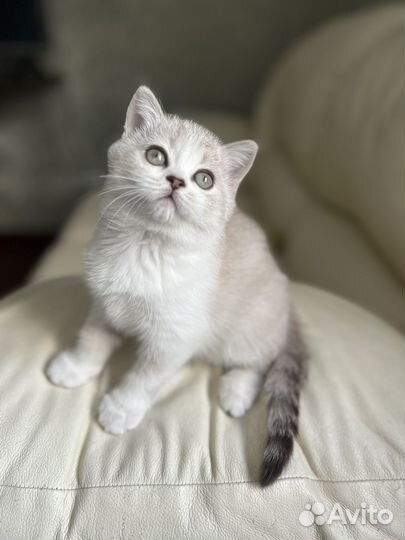 Котята эксклюзивных окрасов
