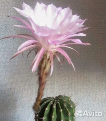 Кактус эхинопсис