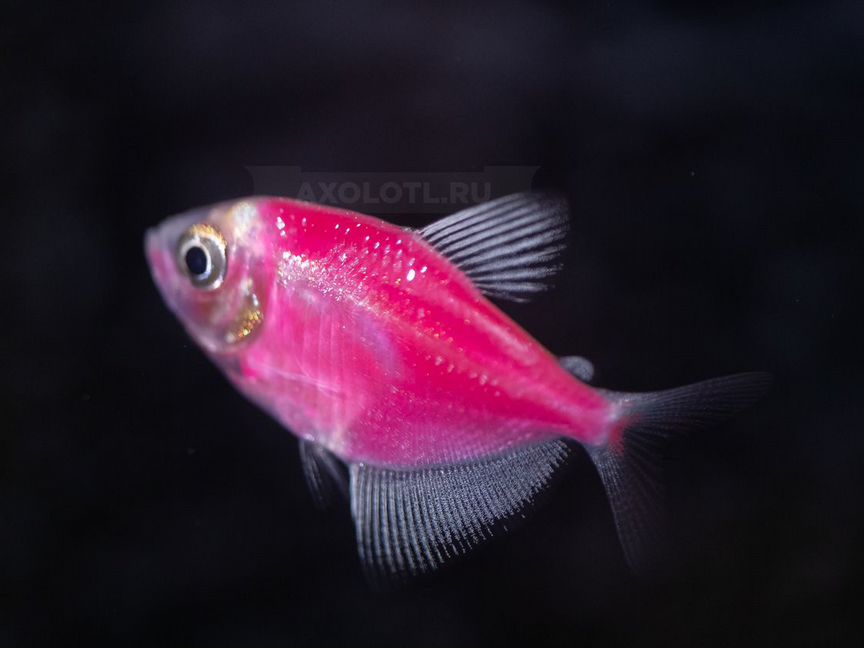 Тернеция (GloFish) Розовая Светящаяся