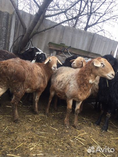 Овцы Матки котные
