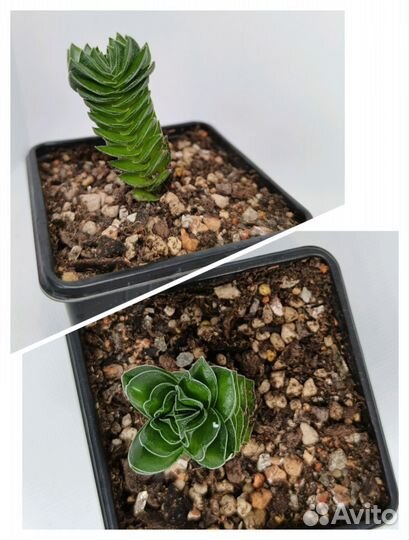 Суккуленты