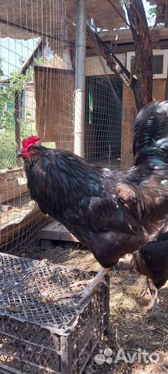 Куры Амераукана