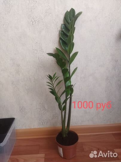 Замиокулькас