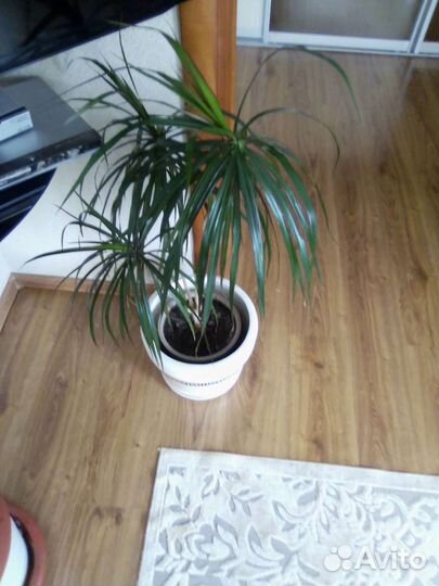 Комнатные цветы разные с горшком