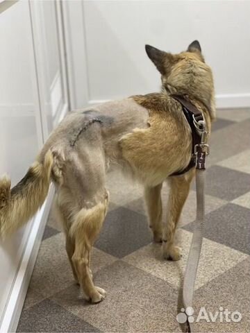 Собака небольшая, 3г., стерилизована, история ниже объявление продам