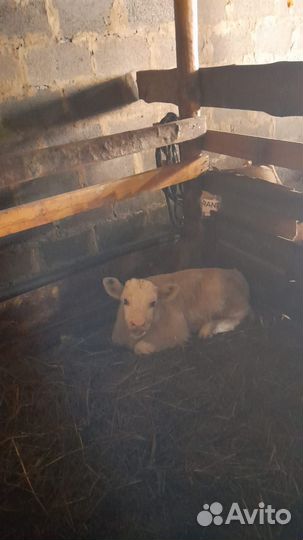 Корова с теленком