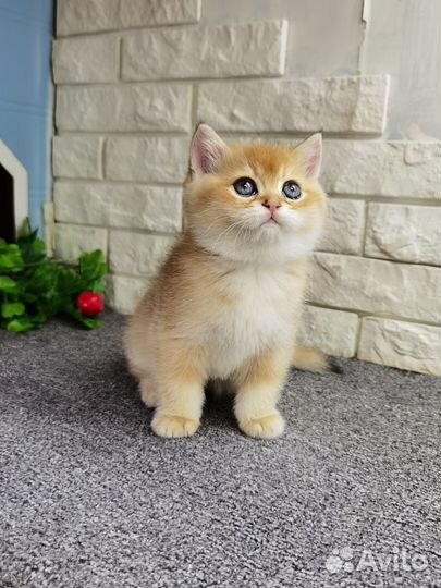 Золотая британская малыщка