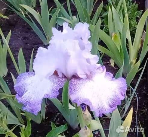 Цветы ирисы и другие многолетники для сада