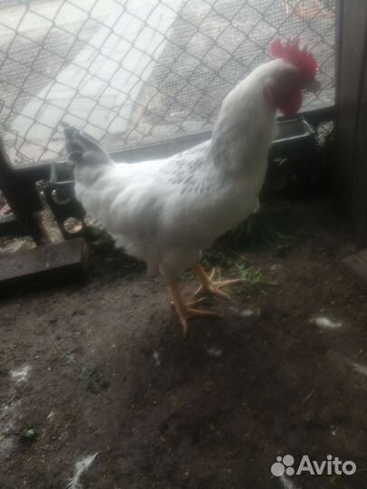 Петухи молодые
