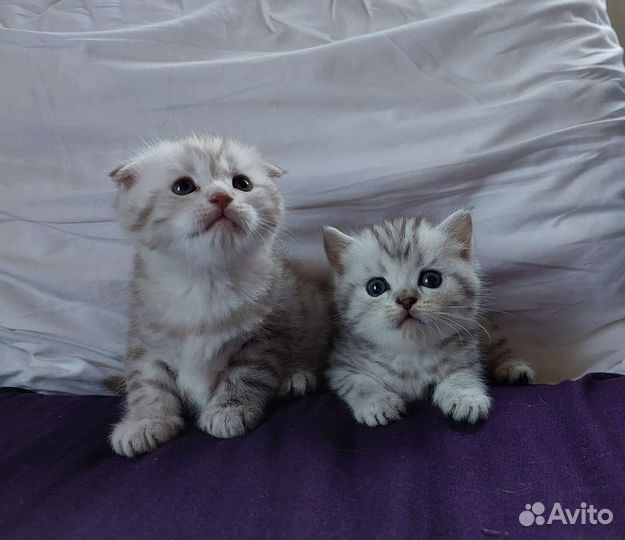 Шотландские котята мальчики и девочки