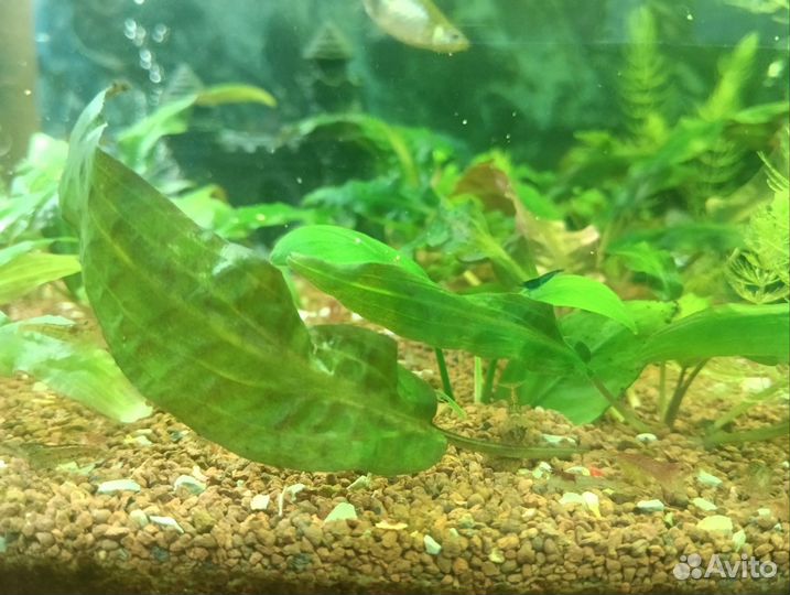 Продам готовый аквариум