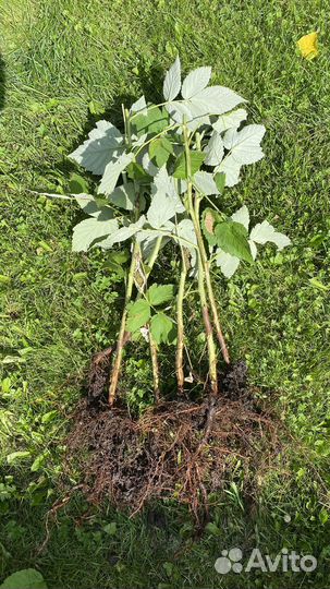 Саженцы малины