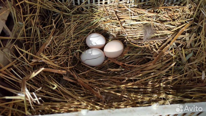 Старинная русская порода кур. Сибирская мохножка