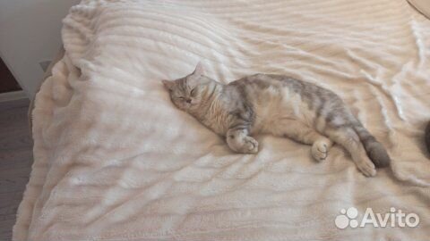 Британский кот вязка