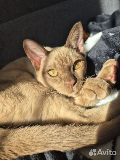 Отдам кота в добрые руки бесплатно