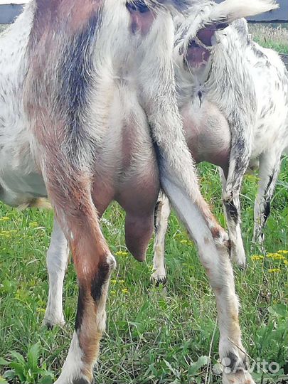 Коза дойная