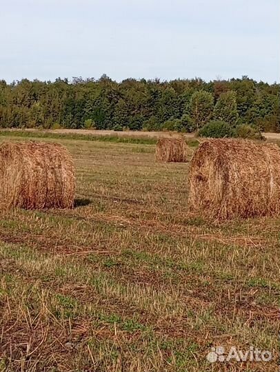 Продам сено в рулонах