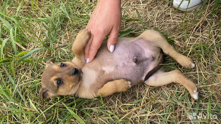 Щенки в добрые руки