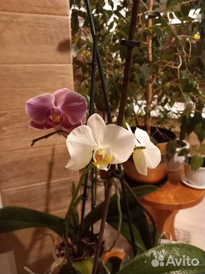 Орхидея фаленопсис