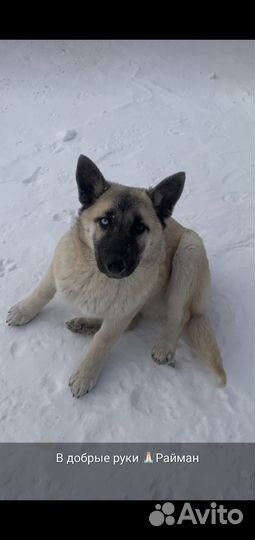 Собака, щенок