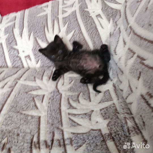 Блэки - котенок чудо-мальчик ищет дом