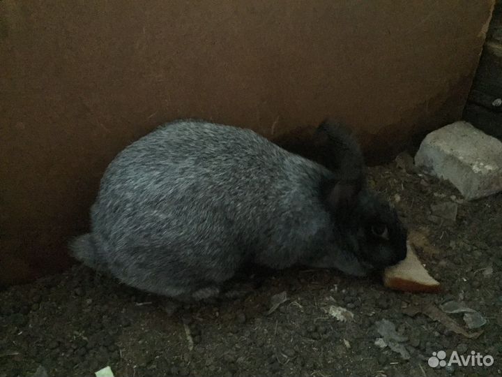 Кролик полтавское серебро