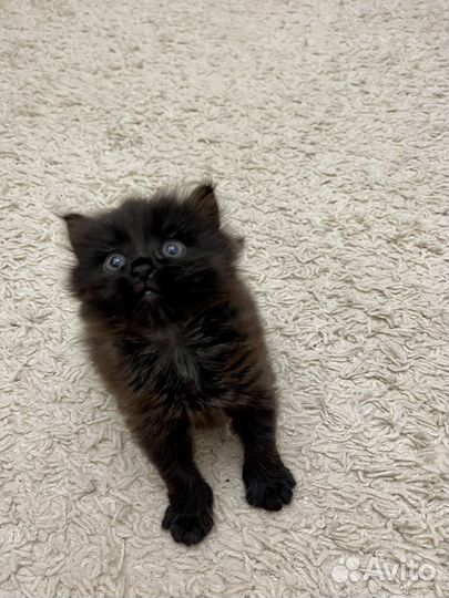 Котенок