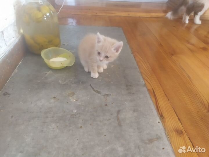 Отдам кота в добрые руки