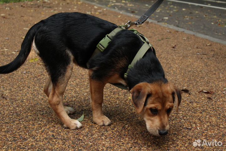 Щенки бесплатно