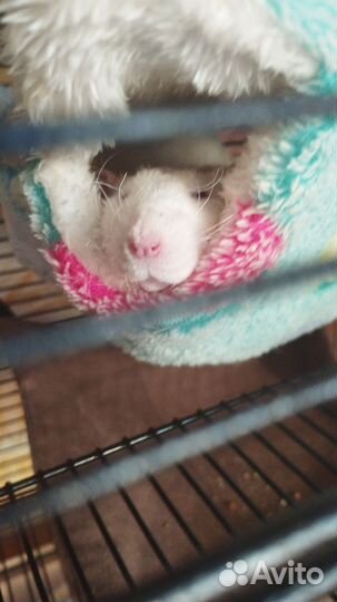 Крыса с клеткой