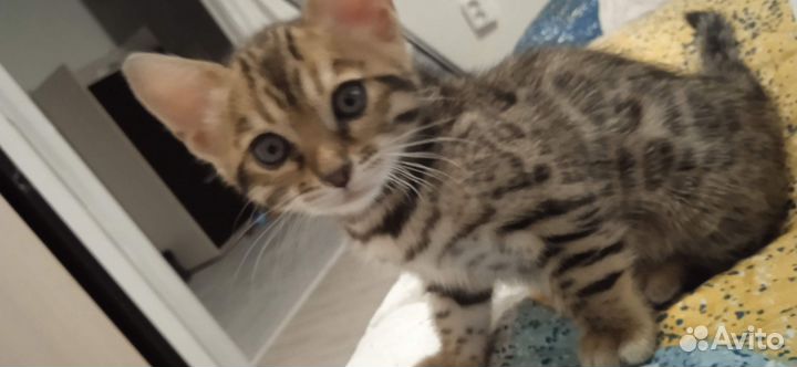 Бенгальские котята одна девочка