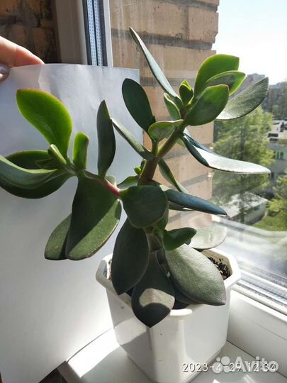 Толтсянка большая укорененные ростки