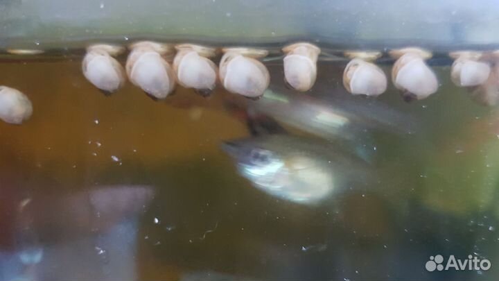 Улитки аквариумные ампулярии