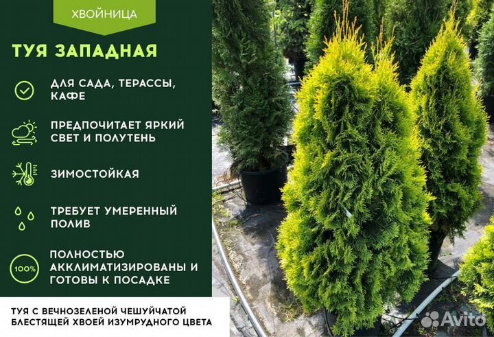 Туи садовые