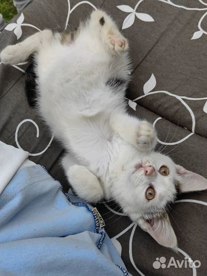 Котенок в добрые руки