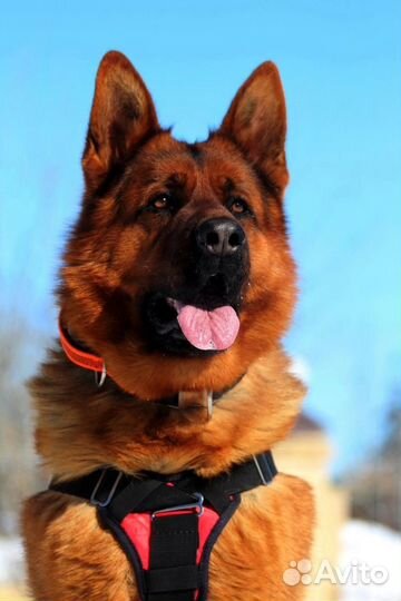 Вязка собак немецкая овчарка