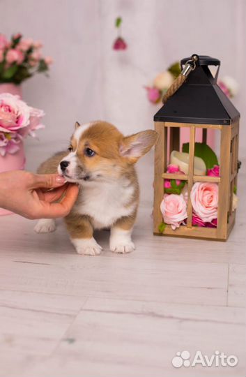 Вельш-корги пемброк щенки