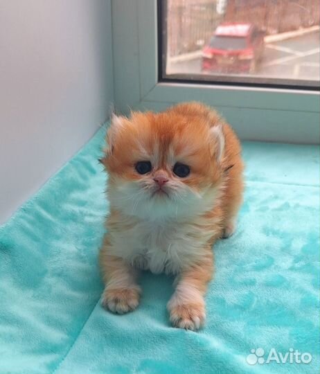 Британская длинношерстная девочка