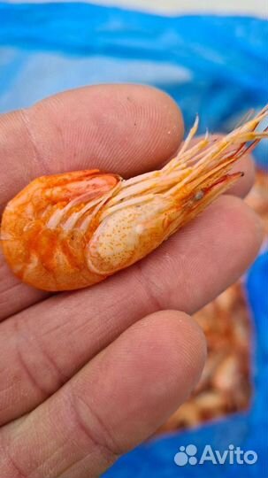 Креветка черноморская, азовская