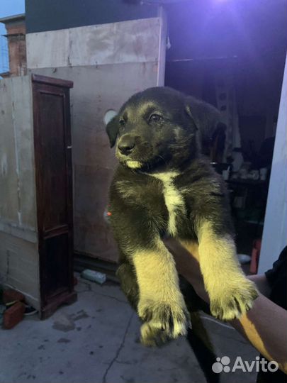 Мальчишка ищет дом