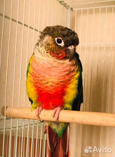 Попугай пиррура птенцы