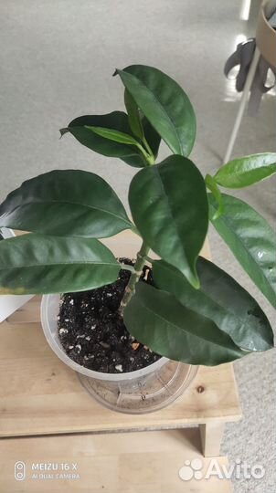 Хойя мультифлора