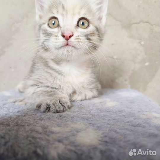 Отдам в добрые руки кошечку